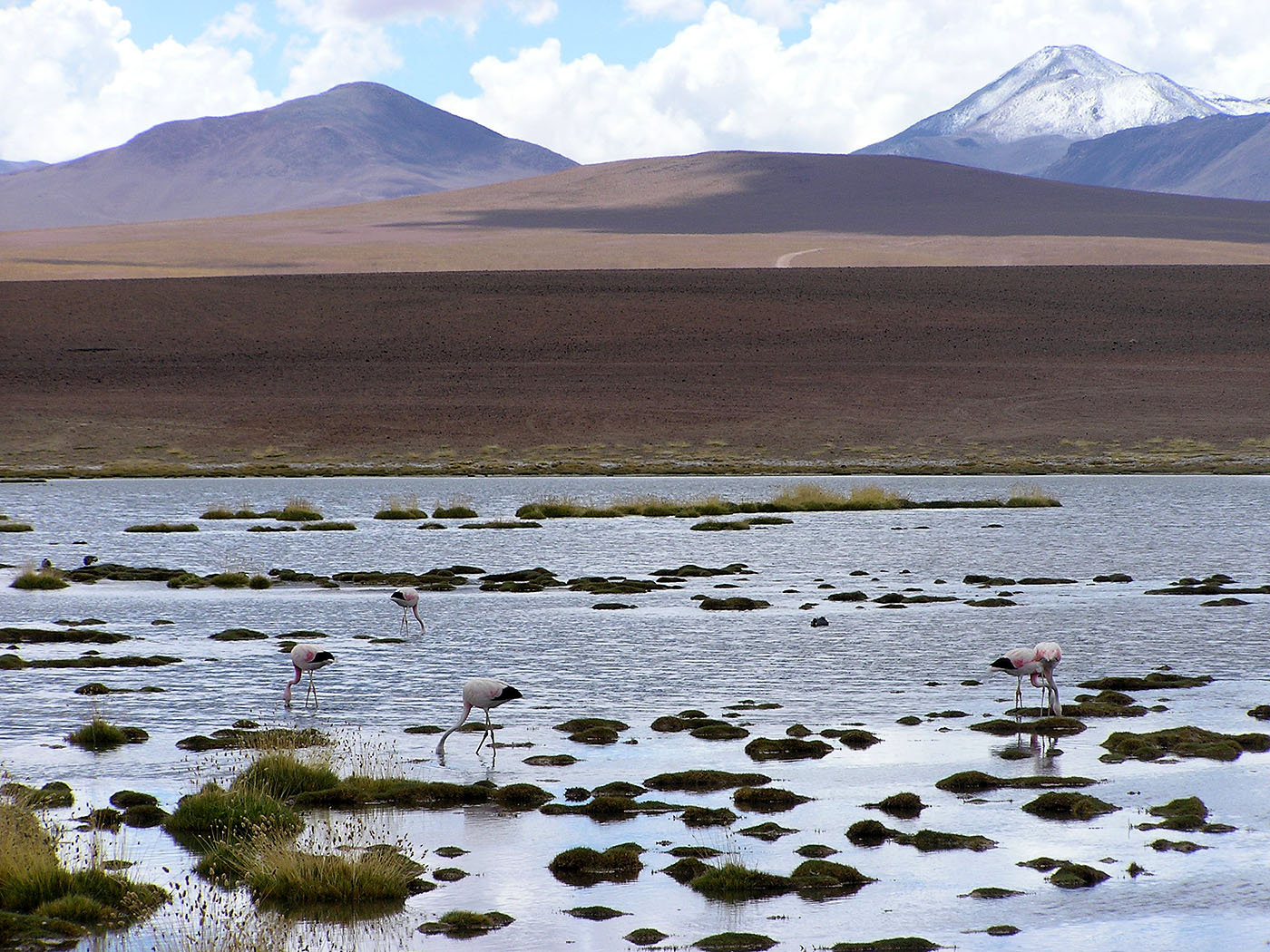 Flamingoes near El Tatio, Chile